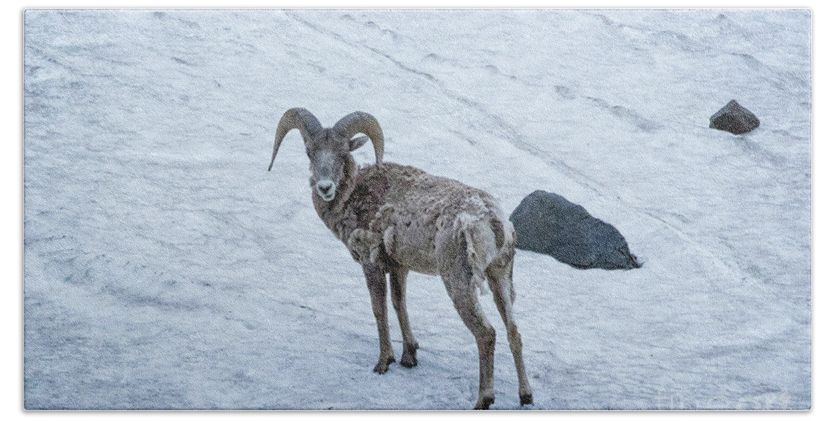 Snow Bath Towel featuring the photograph Big Horn Sheep by Brandon Bonafede