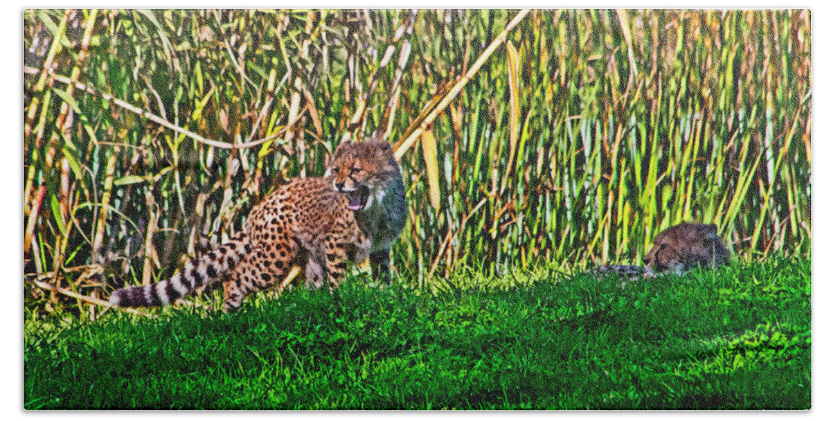#cheetah Hand Towel featuring the photograph Big yawn by little cub by Miroslava Jurcik