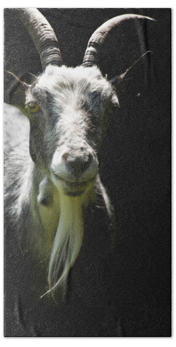 Pygmy Goat Bath Towel featuring the photograph Billy by Paul Davenport