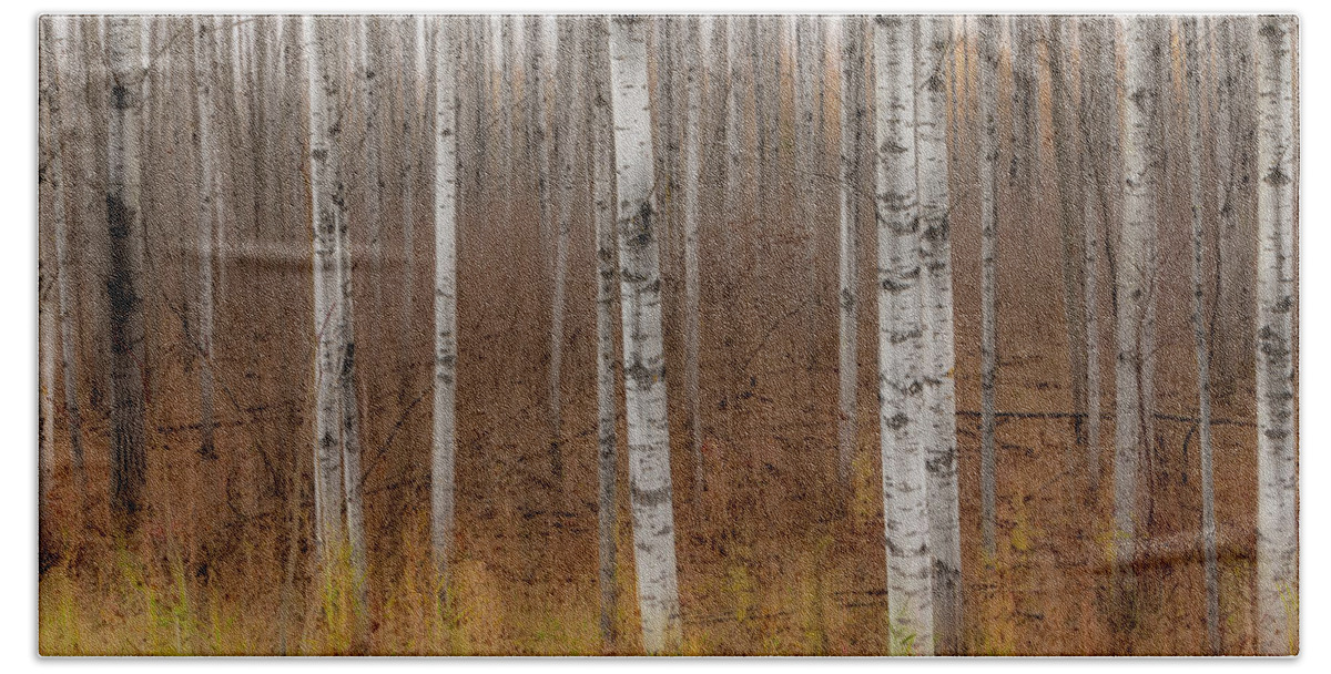 Trees Hand Towel featuring the photograph Birch Trees Abstract #2 by Patti Deters