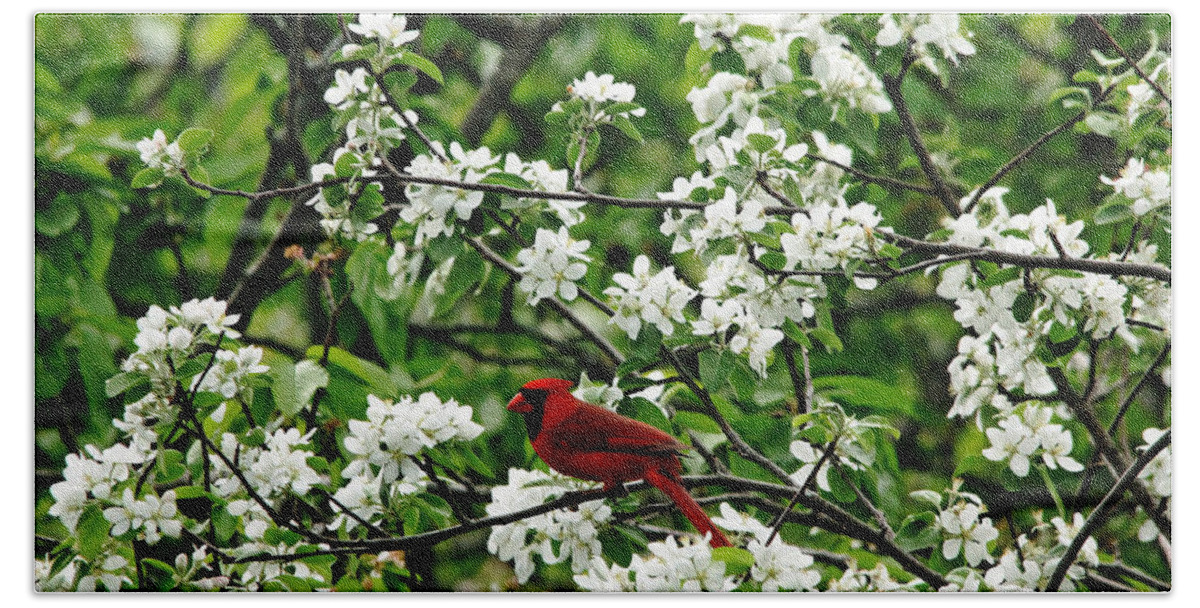 Red Cardinal Bath Towel featuring the photograph Bird And Blossoms by Debbie Oppermann