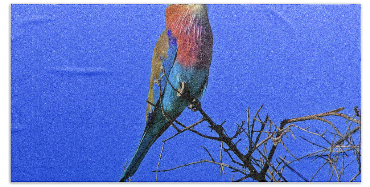Bird Bath Towel featuring the photograph Bird - Lilac-breasted Roller by Richard Krebs