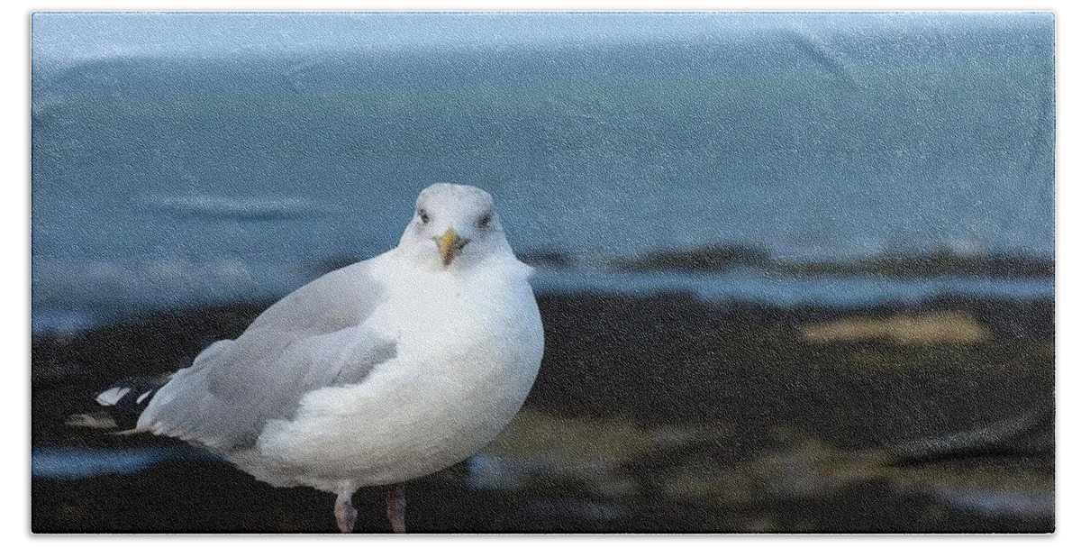 Seagulls Bath Towel featuring the photograph Bird on a Beach by Coke Mattingly