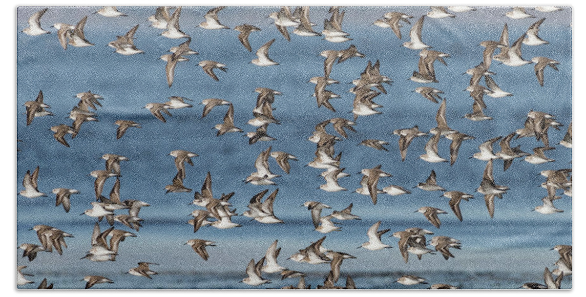 Bird Bath Towel featuring the photograph Birds of a Feather by Jody Partin