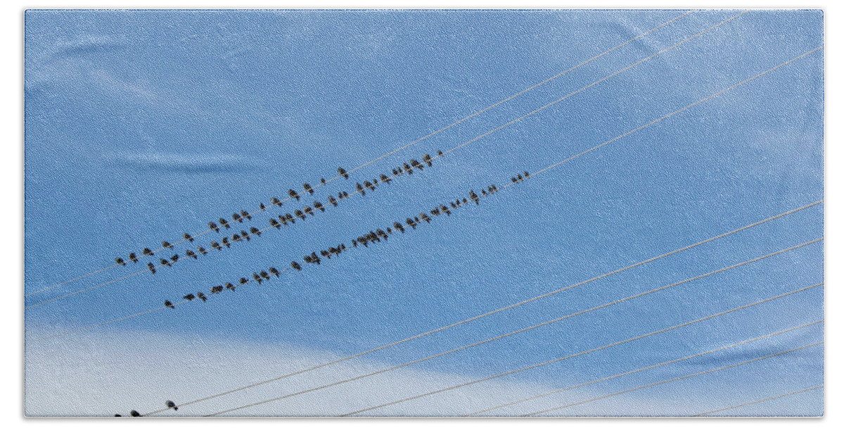 Birds Bath Towel featuring the photograph Birds on Wires by Ric Bascobert