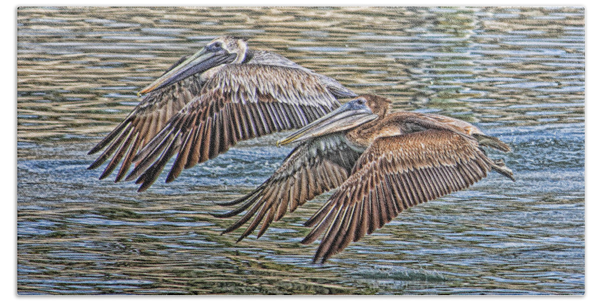 Brown Pelican Bath Towel featuring the photograph Birds - Brown Pelican - Tandem Flight by HH Photography of Florida