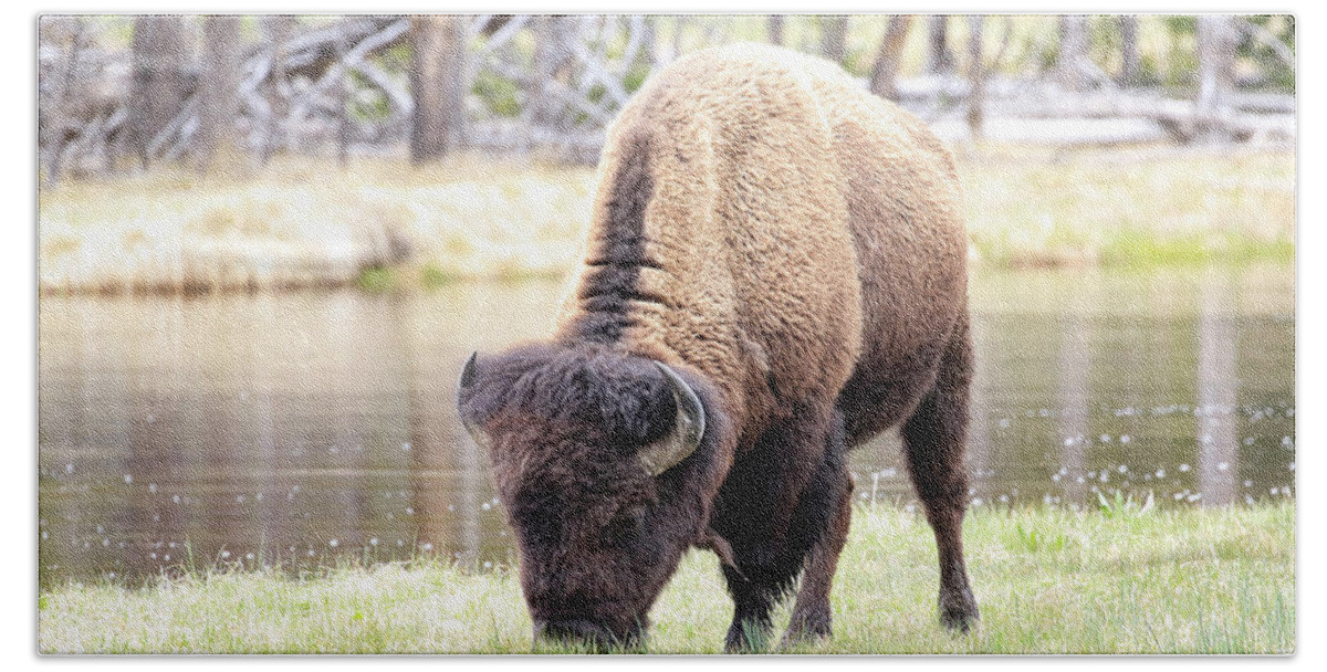 Bison Hand Towel featuring the photograph Bison By Water by Steve McKinzie