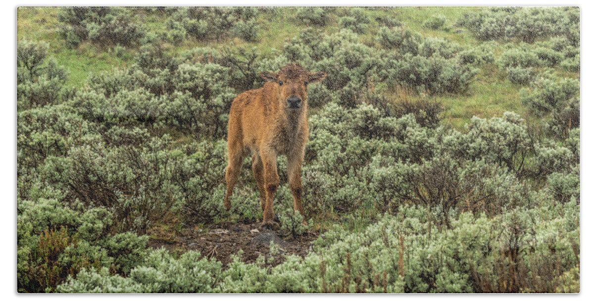 Bison Bath Towel featuring the photograph Bison Calf In Spring Rain by Yeates Photography