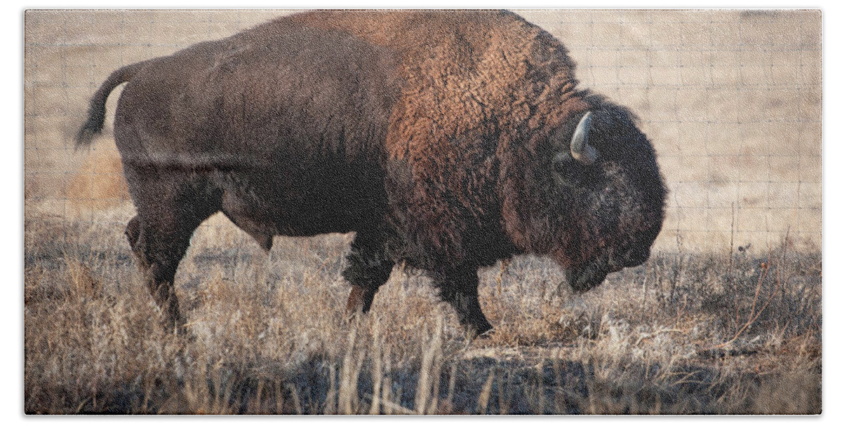 Bison Bath Towel featuring the photograph Bison by Catherine Lau