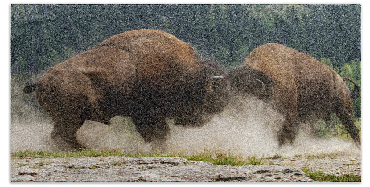 Mark Miller Photos Bath Towel featuring the photograph Bison Duel by Mark Miller