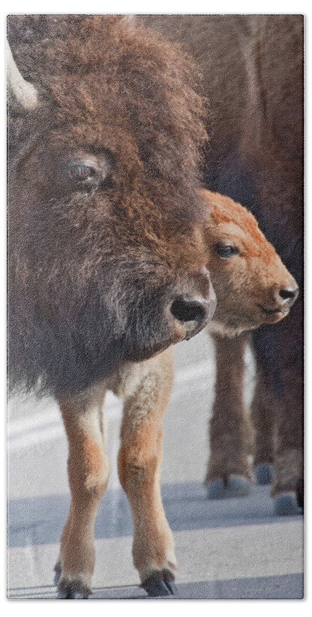 Buffalo Bath Towel featuring the photograph Bison Family by Wesley Aston