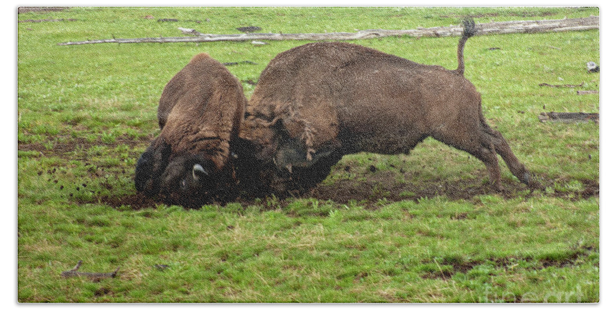 Bison Bath Towel featuring the photograph Bison fighting by Cindy Murphy - NightVisions