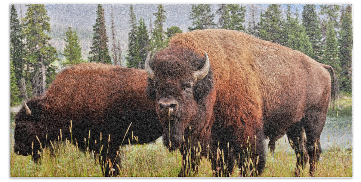 Bison Bath Towel featuring the photograph Bison by Greg Norrell
