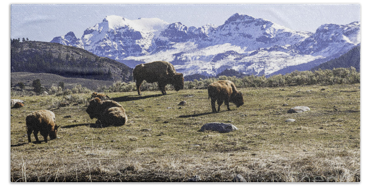 Bison Bath Sheet featuring the photograph Bison lounging around the pond by Daryl L Hunter
