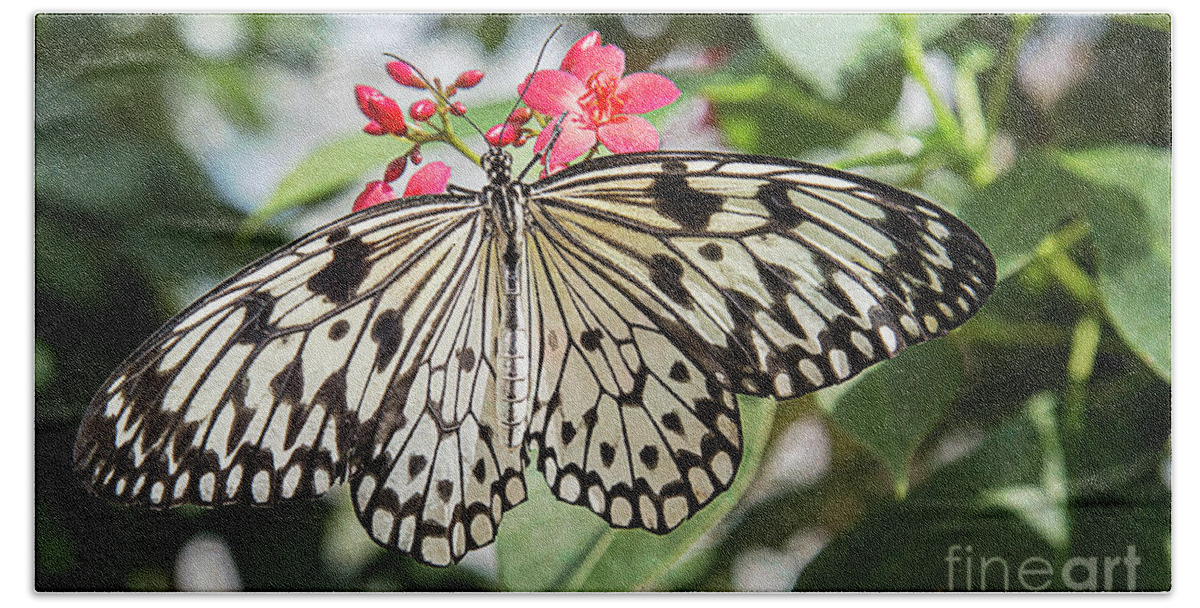Rice Paper Butterfly Hand Towel featuring the photograph Black and White Butterfly by Elisabeth Lucas