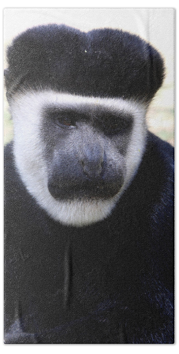 Colobus Monkey Bath Towel featuring the photograph Black And White Colobus Monkey by Aidan Moran