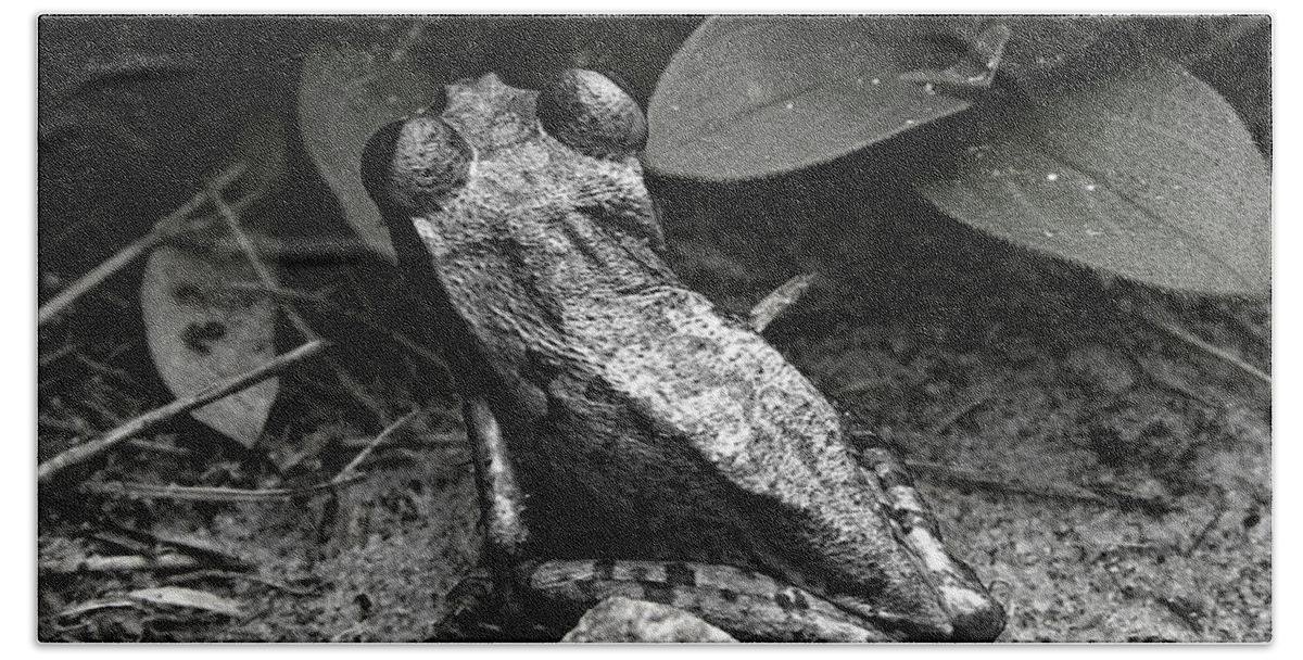 Black And White Bath Towel featuring the photograph Black and White Cuban Tree Frog 000 by Christopher Mercer