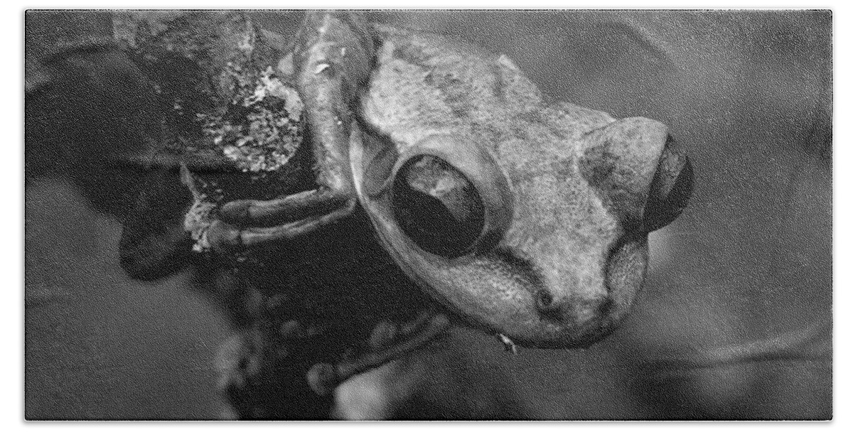 Black And White Bath Towel featuring the photograph Black and White Cuban Tree Frog by Christopher Mercer