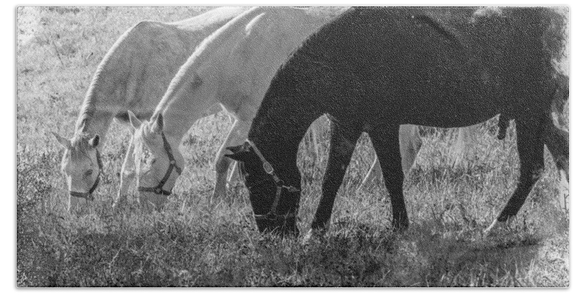 Horses Bath Towel featuring the photograph Black and White Horse Trio Grazing by Eleanor Abramson