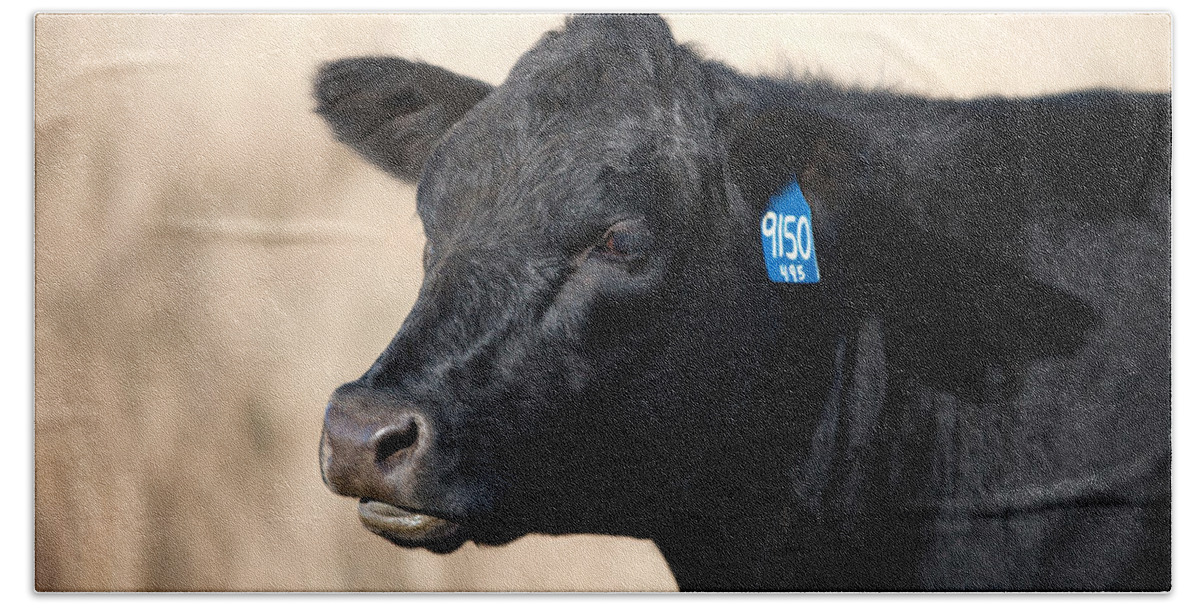 Black Angus Bath Towel featuring the photograph Black Angus Cow by Todd Klassy