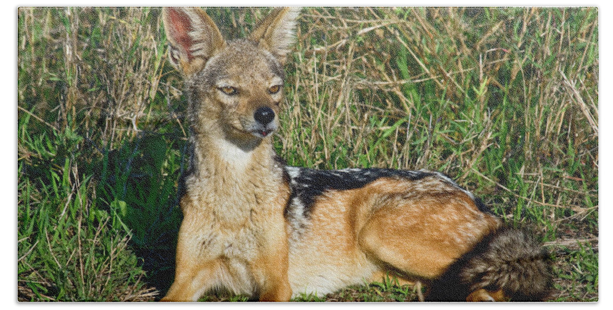 Black-backed Jackal Bath Towel featuring the photograph Black-backed Jackal by Sally Weigand
