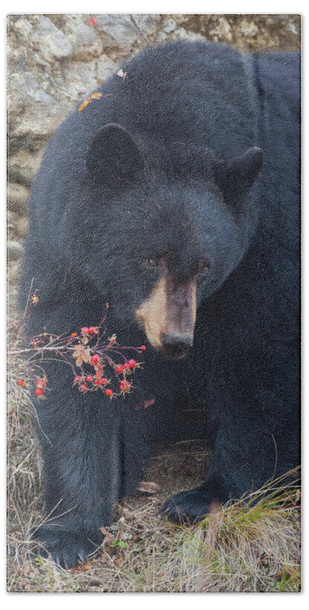 Mark Miller Photos Hand Towel featuring the photograph Black Bear in Fall Eating Berries, Yellowstone National Park by Mark Miller