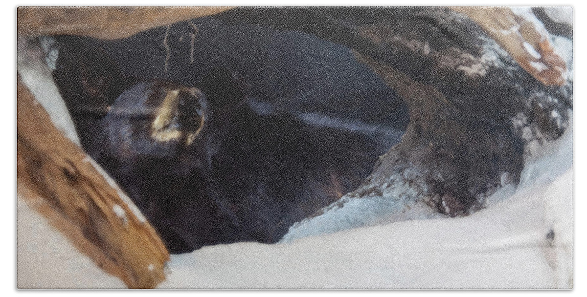 Black Bear Hand Towel featuring the digital art Black Bear in its winter den by Flees Photos