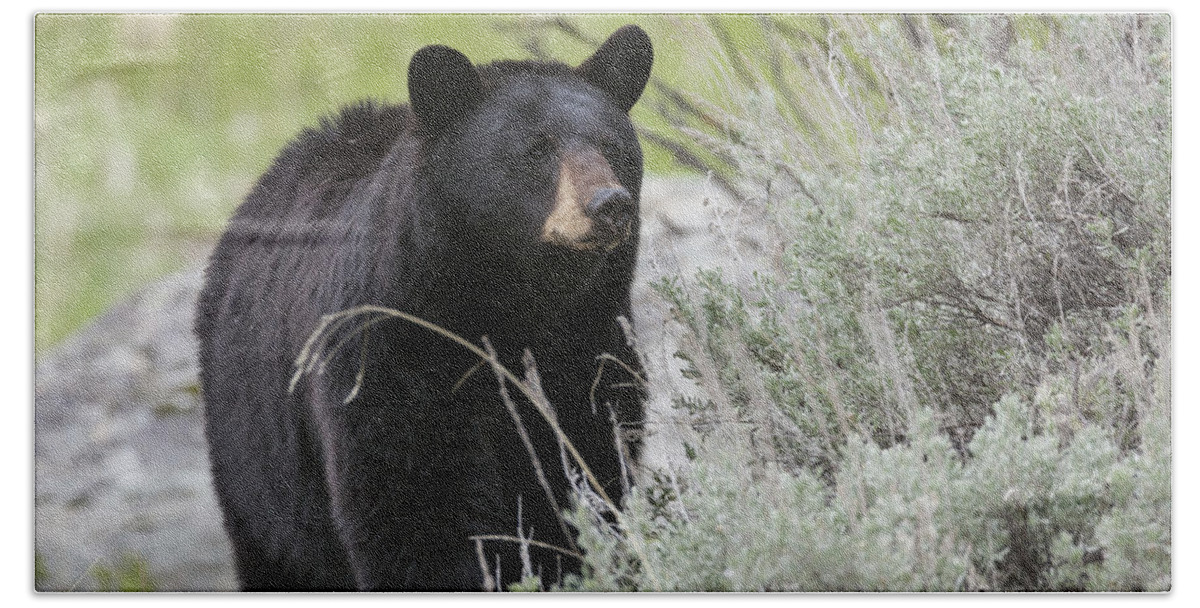 Ursus Hand Towel featuring the photograph Black Bear Sow by David Watkins