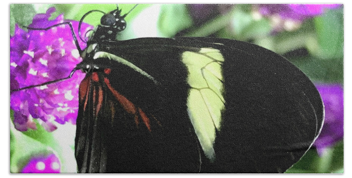 Butterfly Hand Towel featuring the photograph Black Beauty Butterfly by Barbie Corbett-Newmin