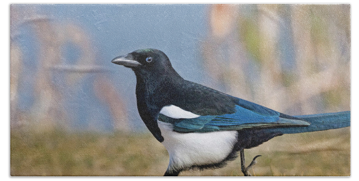 Black-billed Magpie Hand Towel featuring the photograph Black-billed Magpie by Mark Miller