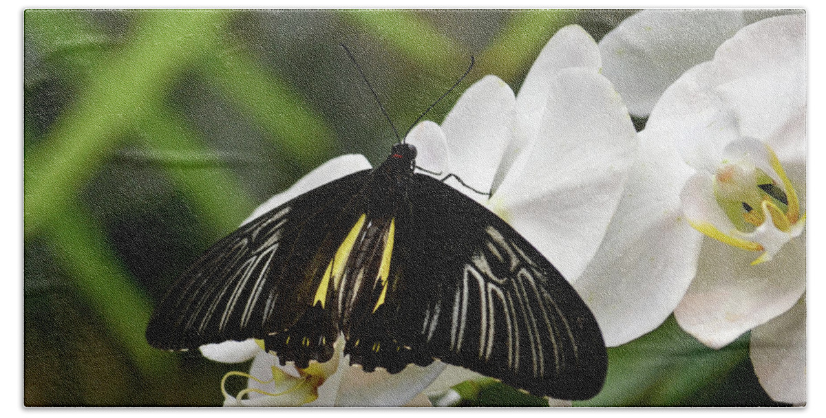 Black Bath Towel featuring the photograph Black ButterFly by Brad Thornton