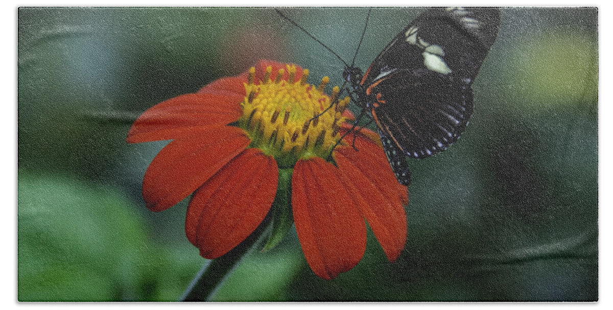 Black Bath Towel featuring the photograph Black Butterfly on Orange Flower by WAZgriffin Digital