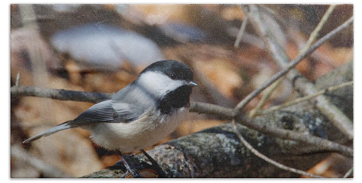 Black-capped Hand Towel featuring the photograph Black-capped Chickadee 0571 by Michael Peychich