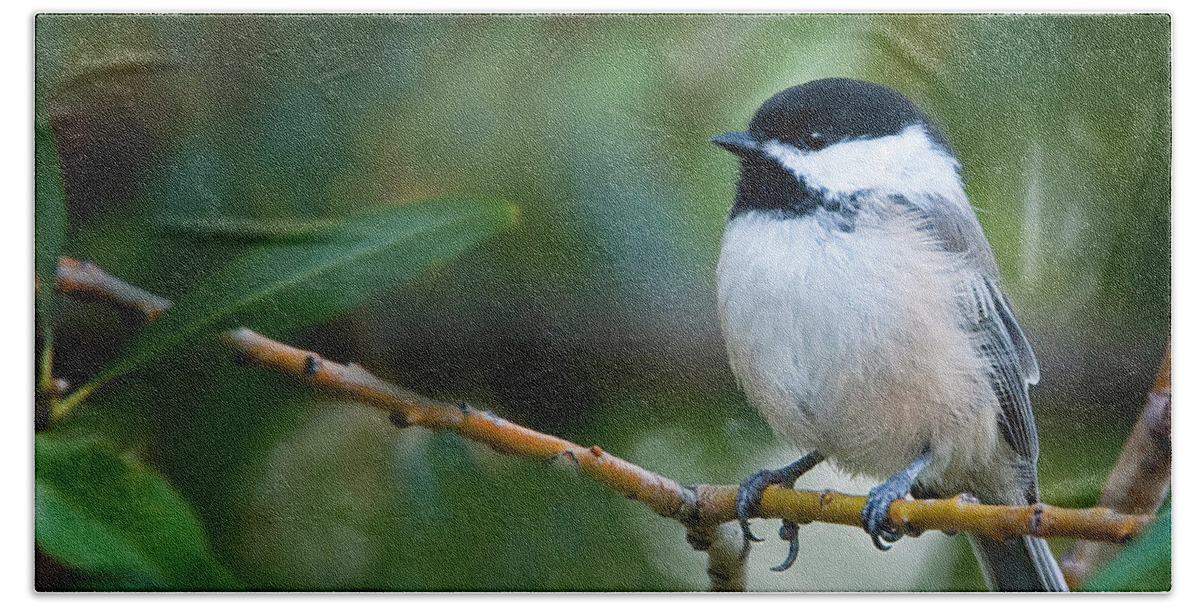 Black Capped Chickadee Hand Towel featuring the photograph Black Capped Chickadee by Bon and Jim Fillpot