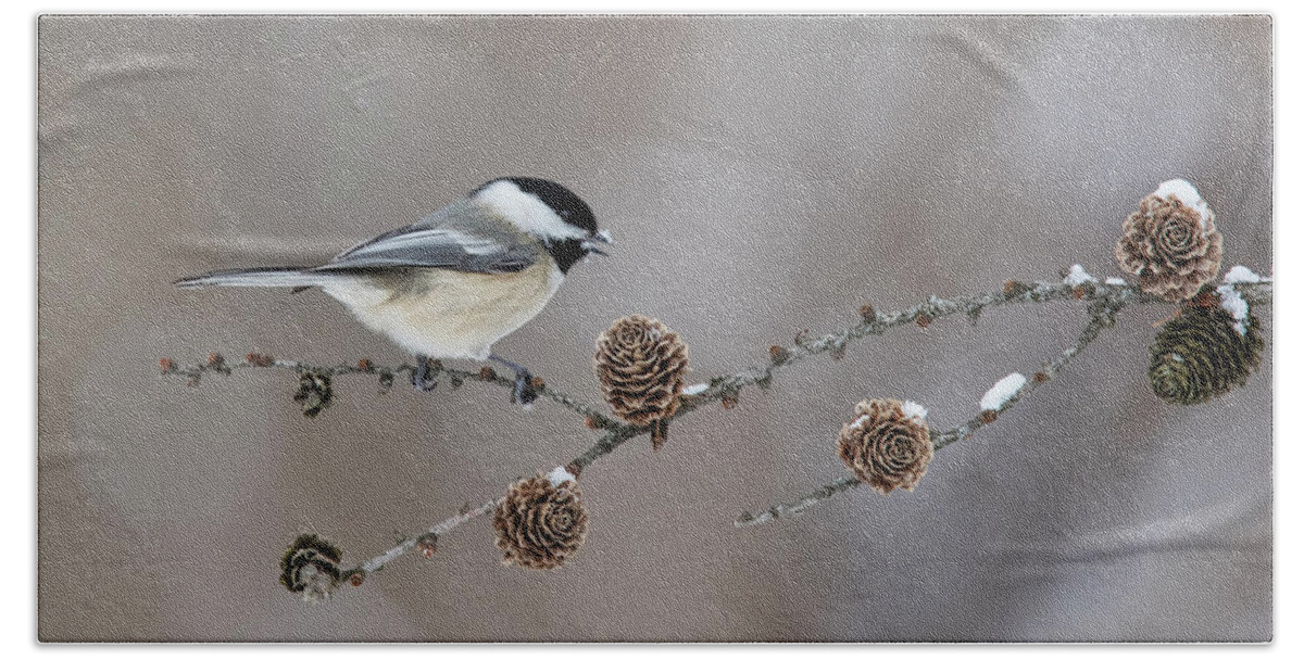 Black-capped Bath Towel featuring the photograph Black-capped Chickadee by Mircea Costina Photography