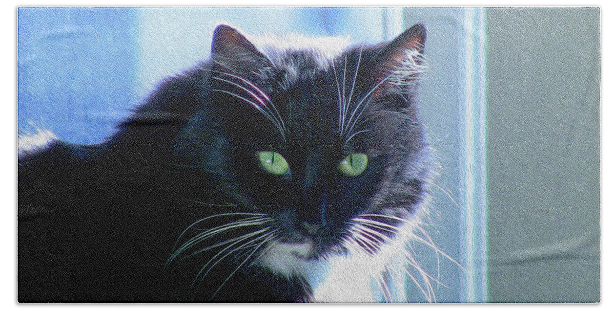 Bonnie Follett Hand Towel featuring the photograph Black Cat in sun by Bonnie Follett