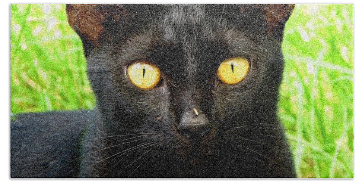 Cat Hand Towel featuring the photograph Black Cat by J M Farris Photography