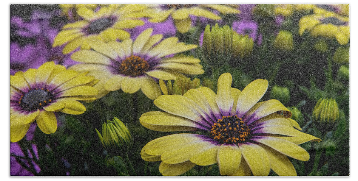 Black Eyed Susan Hand Towel featuring the photograph Black Eyed Susan flowers-2215 by Steve Somerville