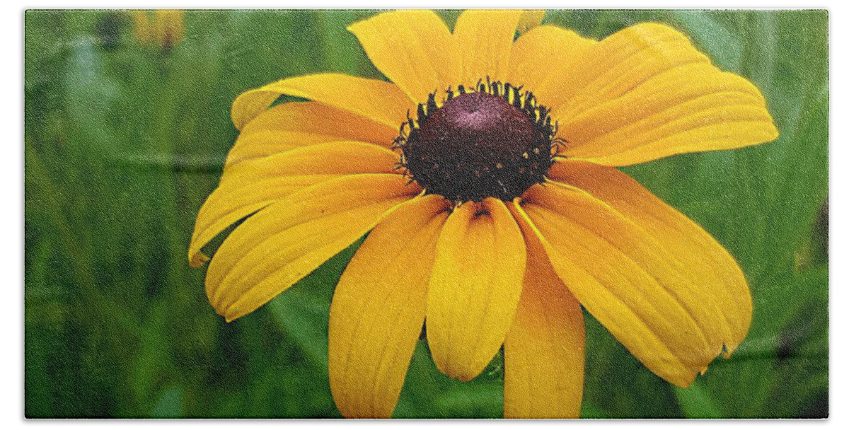 Lupins Bath Towel featuring the photograph Black Eyed Susan by Michael Graham