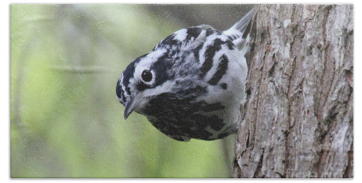 Black & White Warbler Hand Towel featuring the photograph Black-n-White Warbler by Meg Rousher