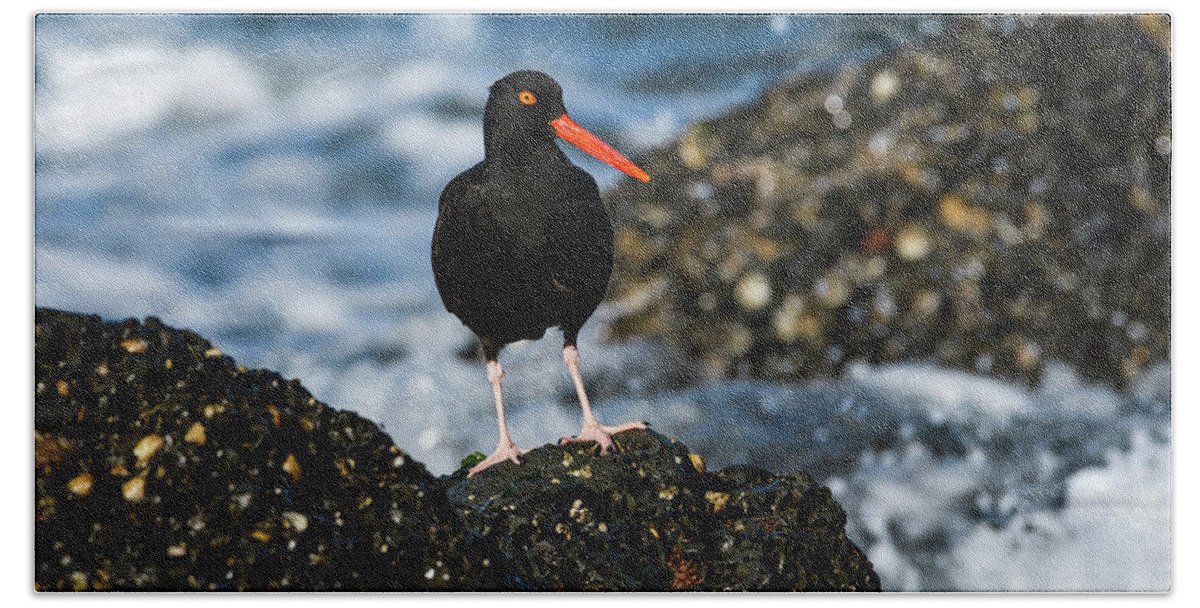 American Black Oystercatchers Hand Towel featuring the photograph Black Oystercatcher by Robert Potts