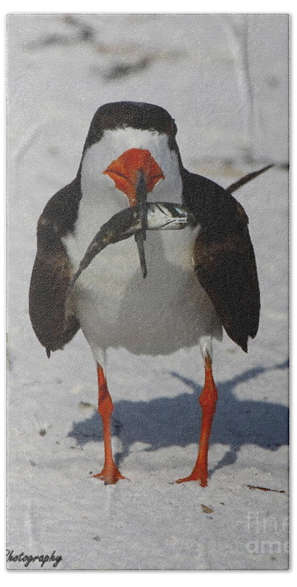 Black Skimmer Bath Towel featuring the photograph Black Skimmer with dinner by Barbara Bowen