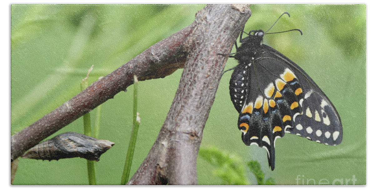 Black Swallowtail Bath Towel featuring the photograph Black Swallowtail and Chrysalis by Robert E Alter Reflections of Infinity
