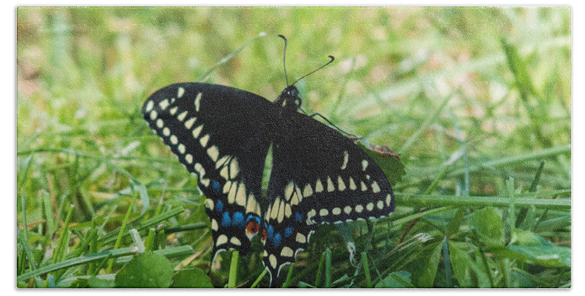 Black Swallowtail Butterfly Bath Towel featuring the photograph Black Swallowtail Butterfly by Holden The Moment