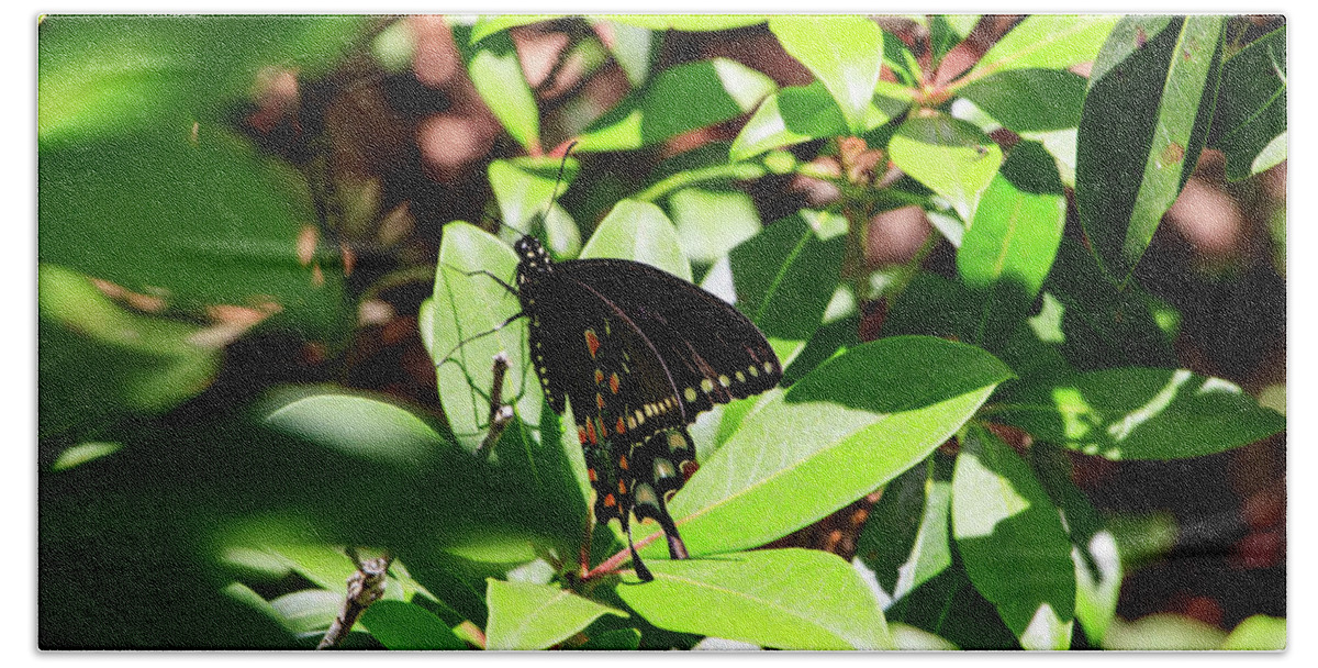 Butterfly Hand Towel featuring the photograph Black Swallowtail Butterfly by Natural Vista Photography - Matt Sexton