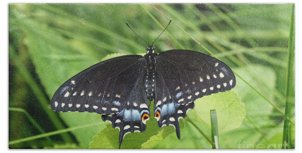 Black Swallowtail Butterfly Bath Towel featuring the photograph Black Swallowtail Butterfly Spreads It's Wings by Robert E Alter Reflections of Infinity