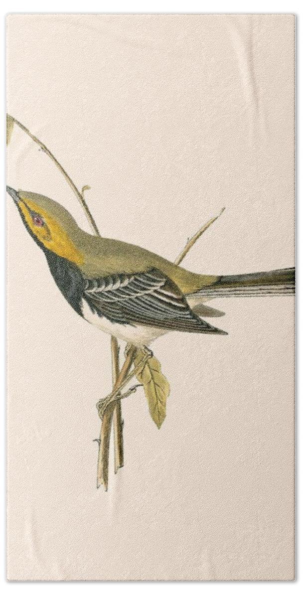 Warbler Hand Towel featuring the painting Black Throated Warbler by English School