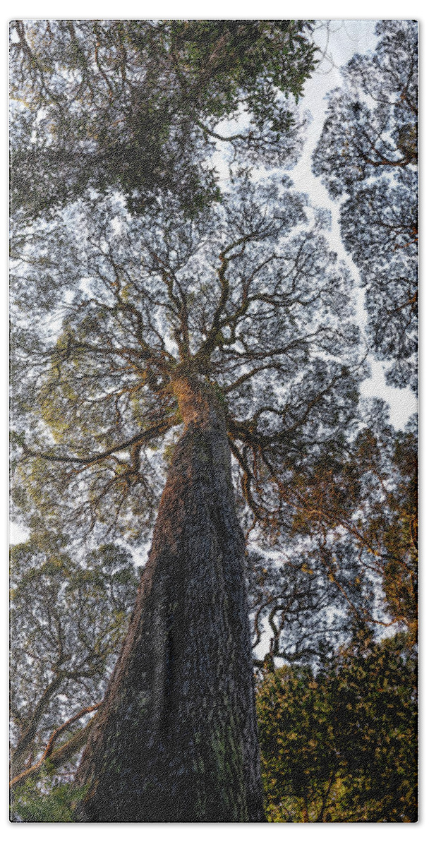 Black Wood Tree Bath Towel featuring the photograph Blackwood Fractals by Anthony Davey