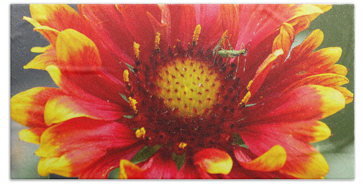 Nature Bath Towel featuring the photograph Blanket Flower and Bug by Sheila Brown