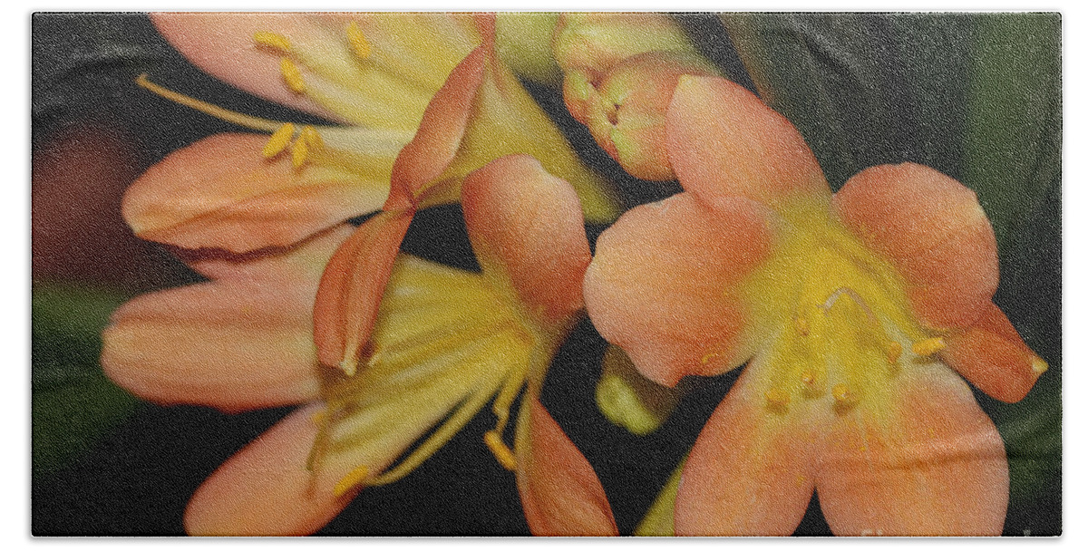 Flowers Bath Towel featuring the photograph Blast Of Sunshine by Deborah Benoit